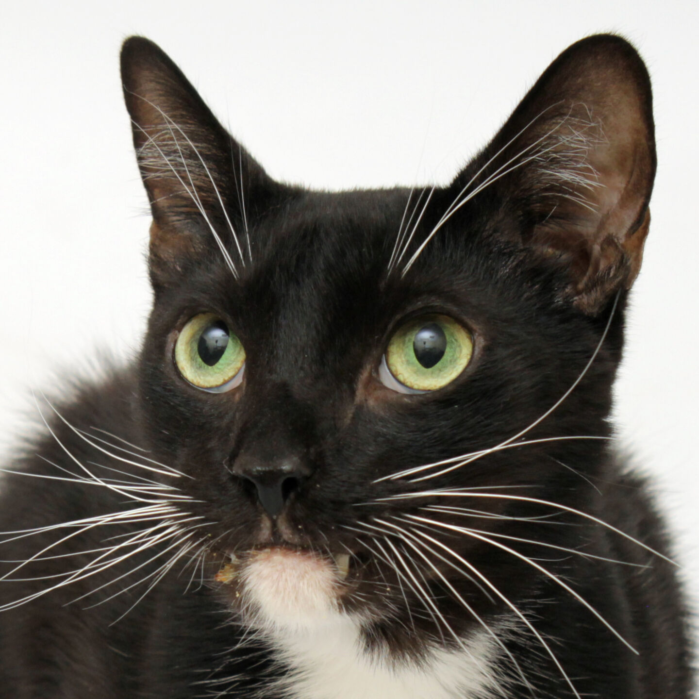 Martin County Pet of the Week - Week of June 11, 2021